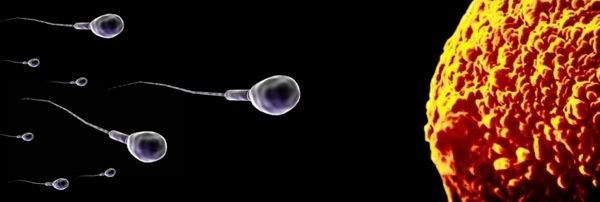 espermatozoide-ovulo